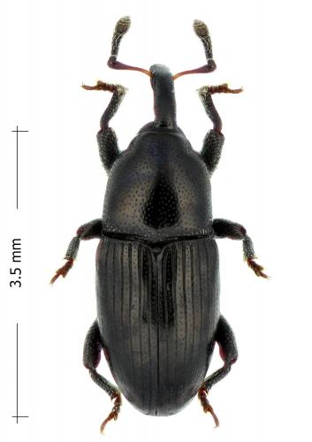 Réf. 257 256 : Melanobaris sinapis galliae